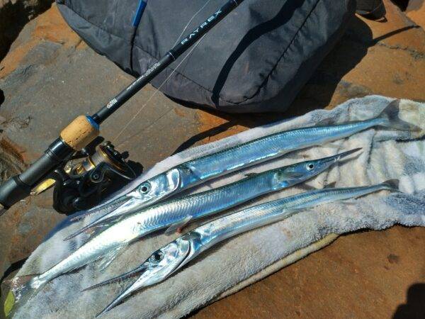 GARFISH