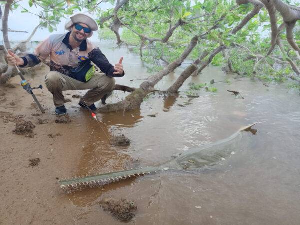 SAW FISH KARRATHA