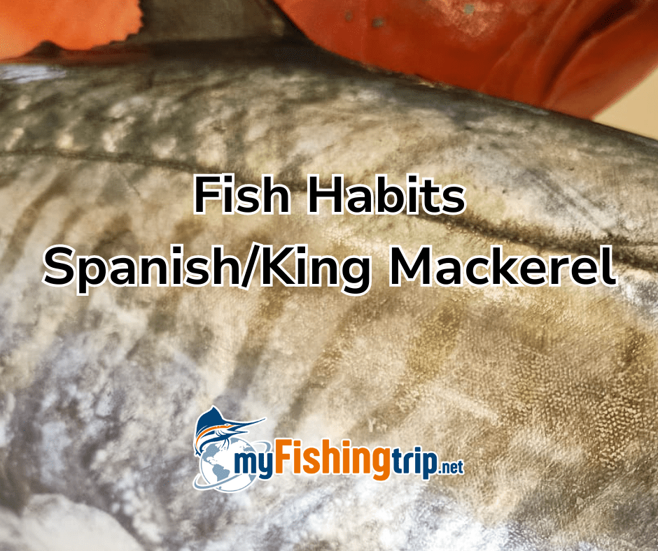 Fish Habits: Spanish / King mackerel