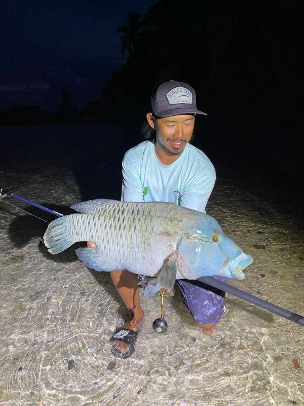 MAHORI WRASSE COCOS ISLANDS