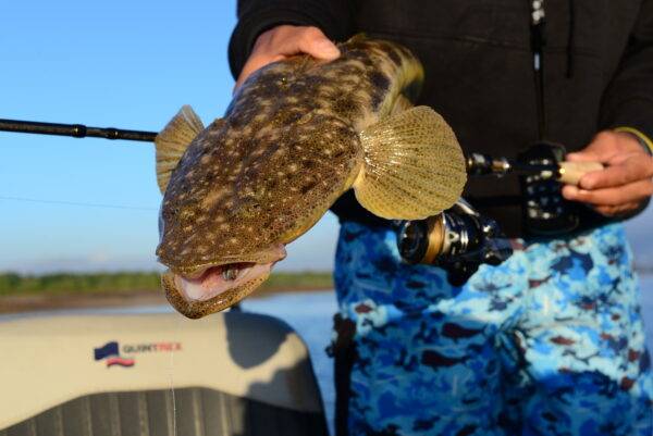 FLATHEAD MACKAY