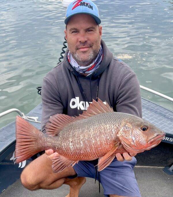 MANGROVE JACK Moreton Bay