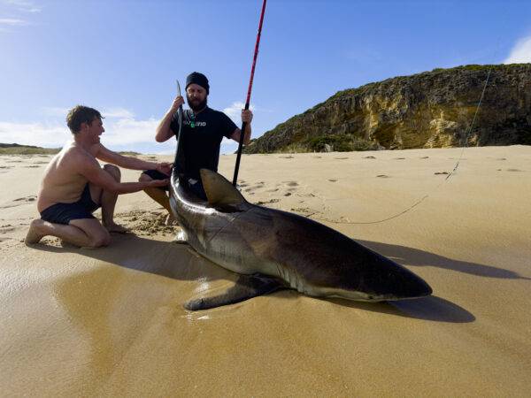 albany landbased shark fishing