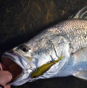 barramundi fishing