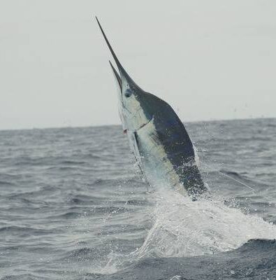 how to catch marlin billfish