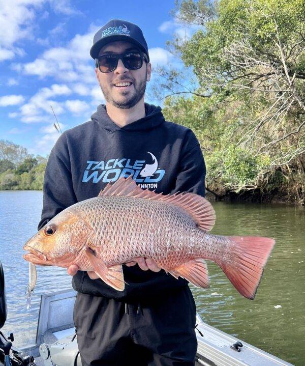 mangrove jack moreton bay brisbane