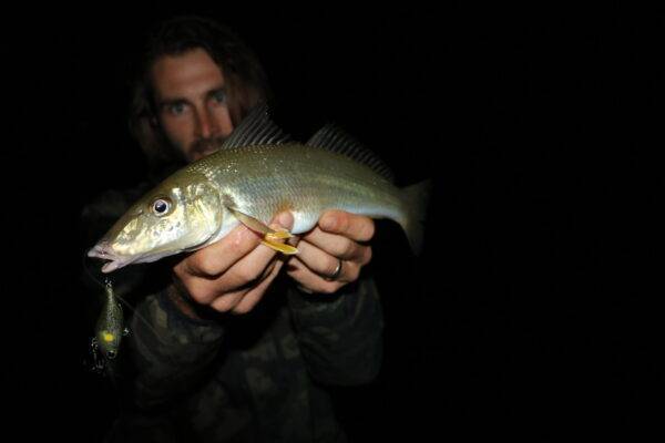 south west rocks yellowfin whiting