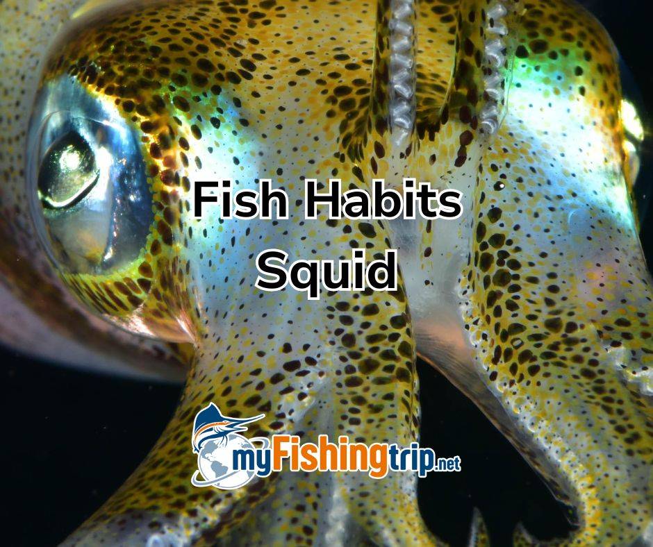 Fish Habits squid single